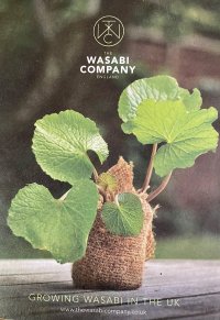 wasabiGrow_1